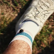 humble bumble bumblebee related to Everything You Need to Know About Bed Bug Bites on Legs