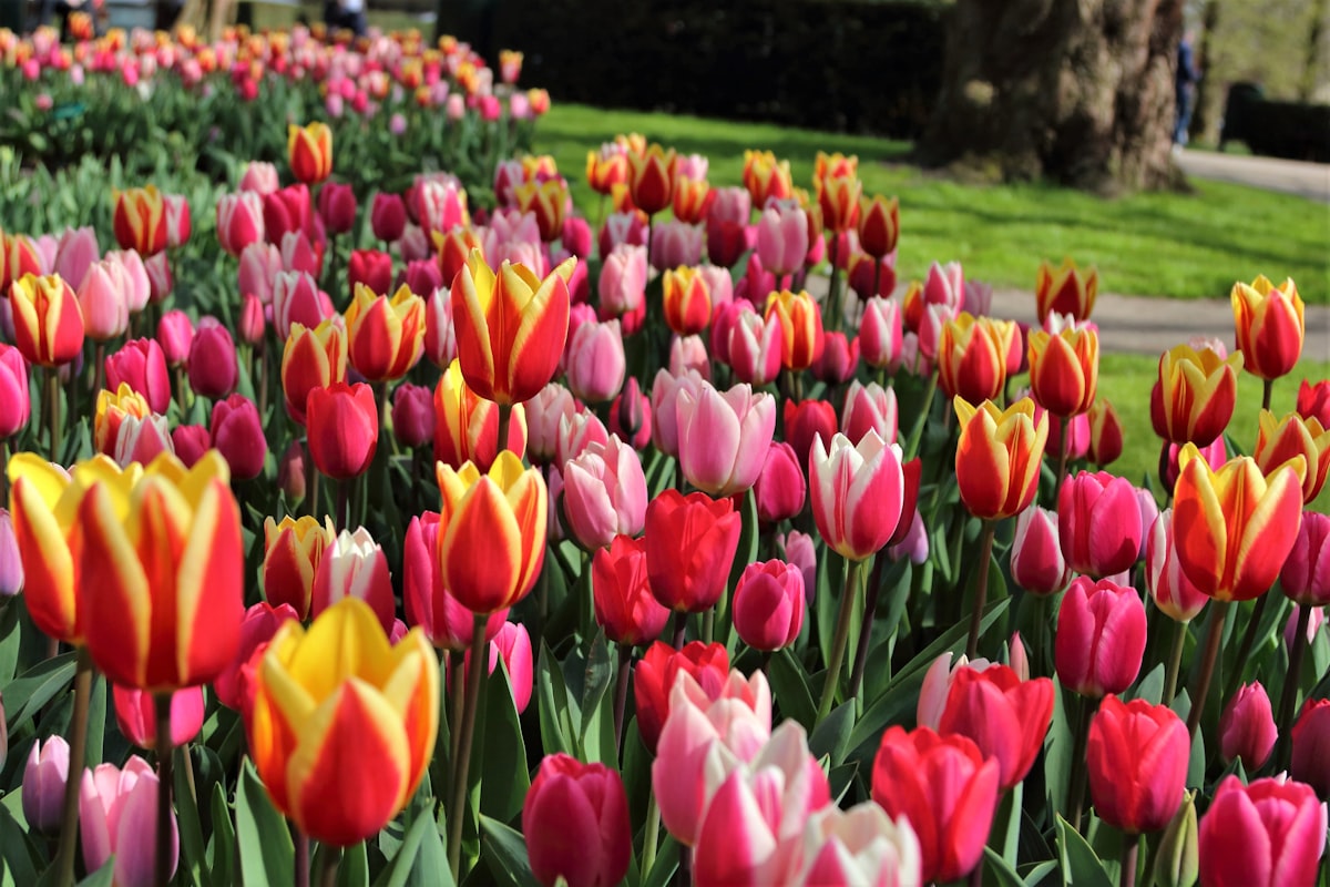 Iridescent tulips on display in Keukenhof in the Netherlands. Taken April 2016. related to Raised Garden Beds 101