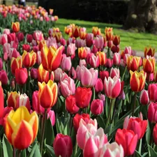 Iridescent tulips on display in Keukenhof in the Netherlands. Taken April 2016. related to Raised Garden Beds 101