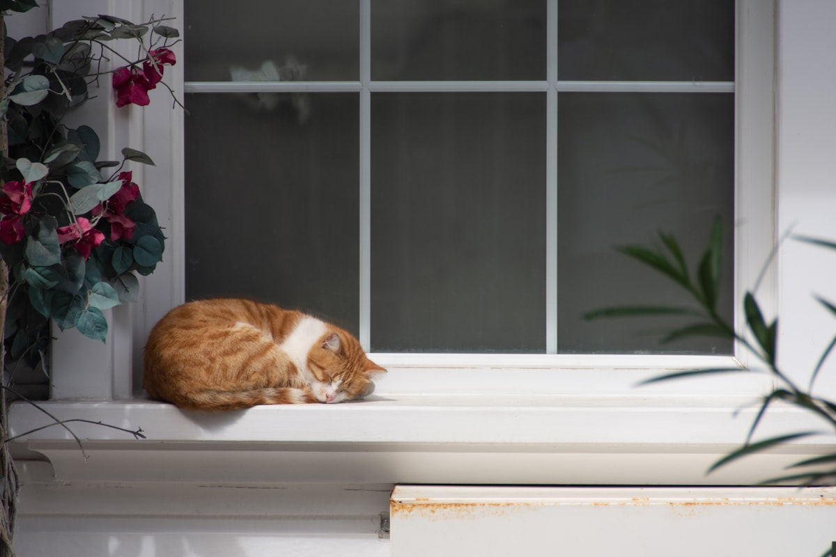 Istanbul’s cats are special. Always calm and relaxed.
Photos with them occupied most of the memory card on my camera.

But this one - my favorite. The most pacified and becalmed. 
I think because he is living on the quiet island :) related to Effective Strategies to Deter Cats from Flower Beds