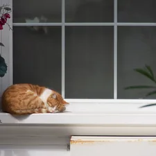 Istanbul’s cats are special. Always calm and relaxed.
Photos with them occupied most of the memory card on my camera.

But this one - my favorite. The most pacified and becalmed. 
I think because he is living on the quiet island :) related to Effective Strategies to Deter Cats from Flower Beds