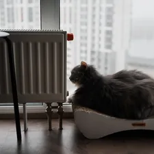 It's cold right now related to The Ultimate Guide to Choosing the Perfect Modern Cat Bed