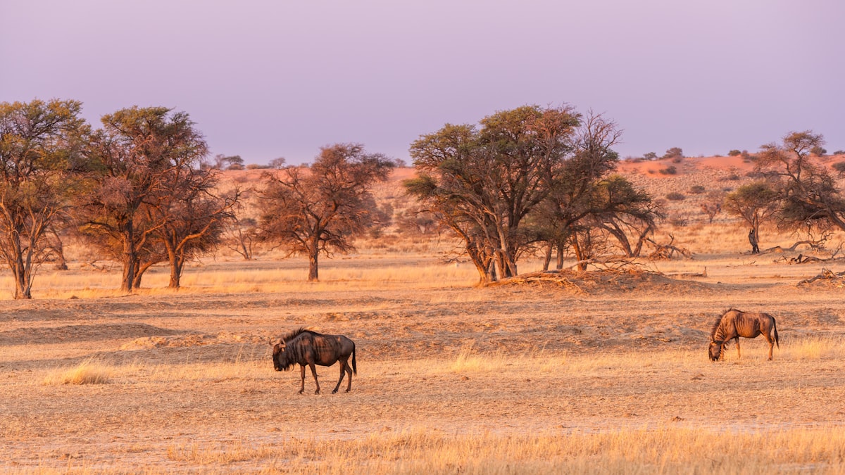 Landscape in the Kalahari desert with two Wildebeest related to Uncovering the Menace of Kalahari Bed Bugs: A Growing Concern