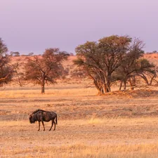 Landscape in the Kalahari desert with two Wildebeest related to Uncovering the Menace of Kalahari Bed Bugs: A Growing Concern