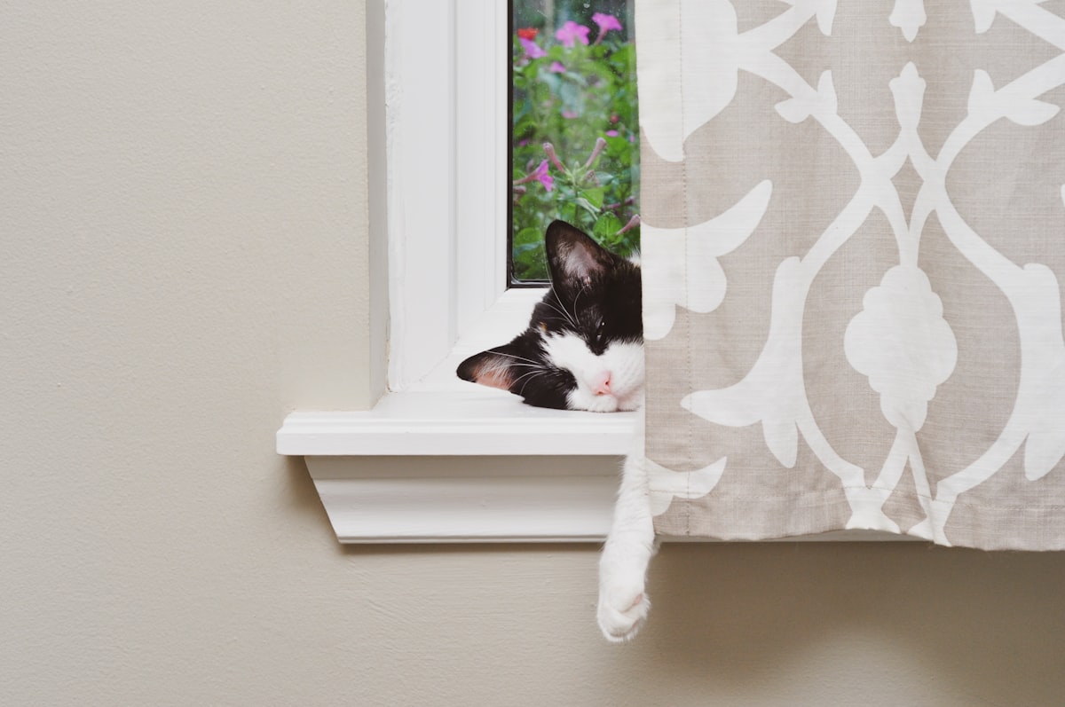 Lazy cat in a window sill. How I feel when there is no coffee? DEPRESSO! related to How Do You Make a Window Valance?