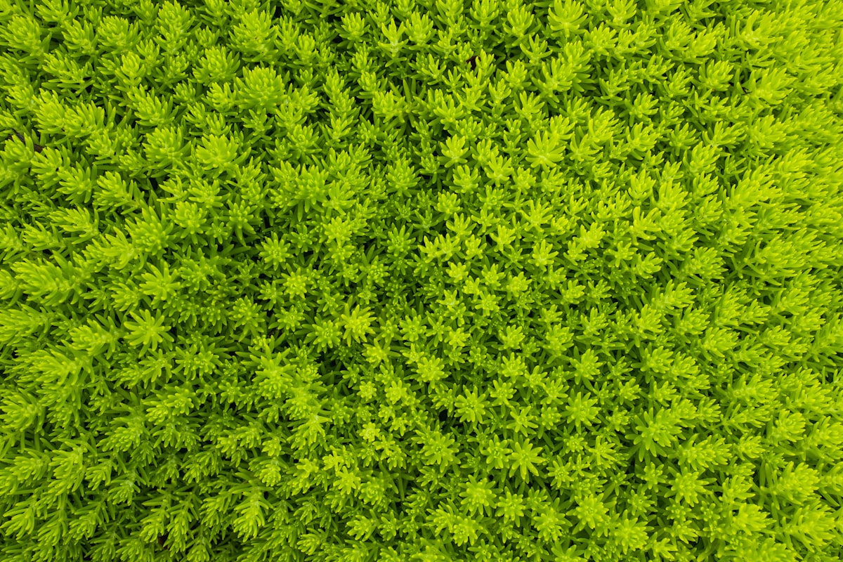 Lemon Coral Sedum by Proven Winners. related to Lime Green Coverlet