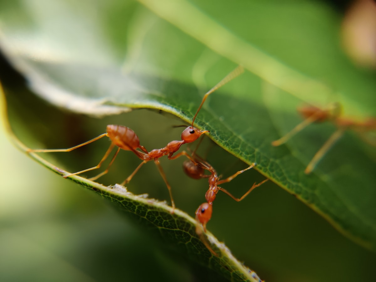 Let's build up....Ya we can do it.... related to Catch the Hidden Pests: Effective Bed Bug Trap Solutions