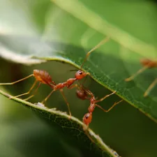 Let's build up....Ya we can do it.... related to Catch the Hidden Pests: Effective Bed Bug Trap Solutions