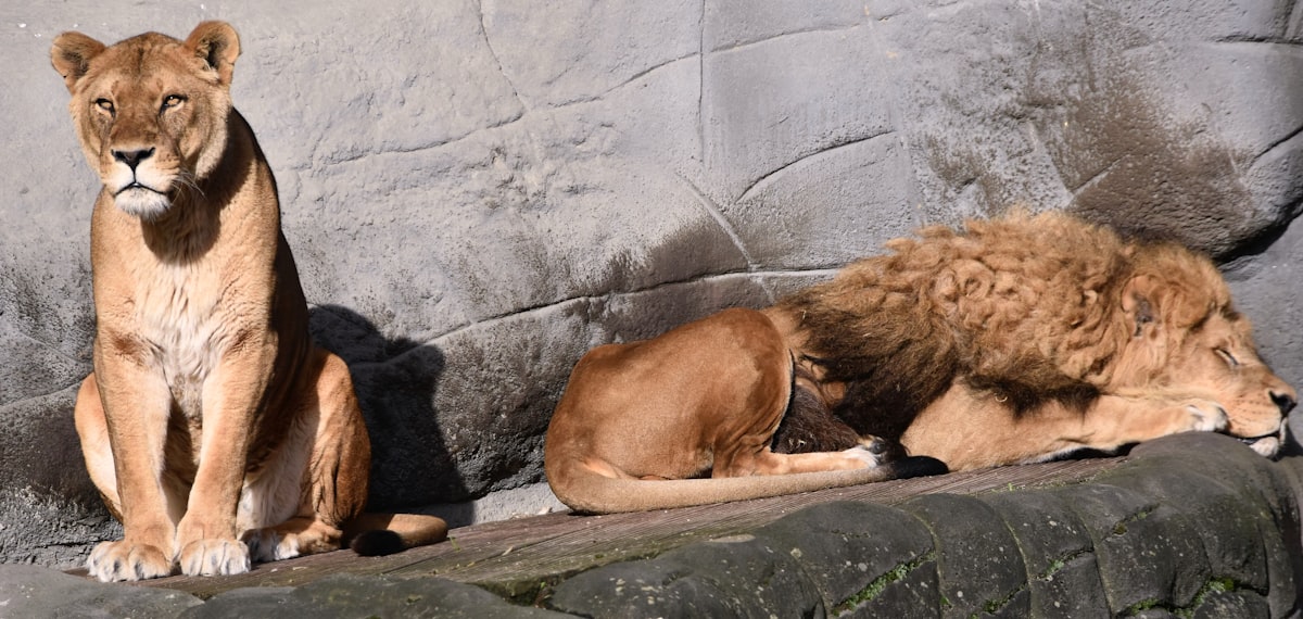 Lion Family, the lion sleeps tonight  related to Experience the Pride with Lion King Crib Bedding