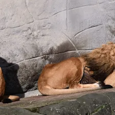 Lion Family, the lion sleeps tonight  related to Experience the Pride with Lion King Crib Bedding