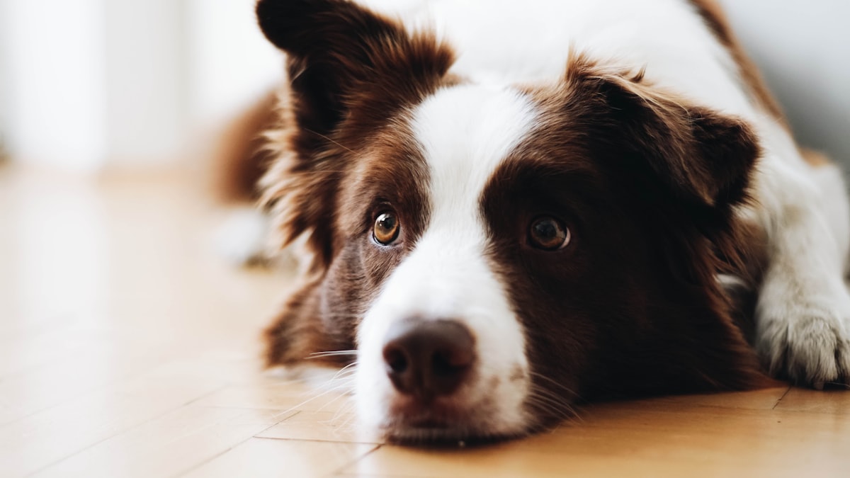 Lost in the eyes related to Find the Best Comfort for Your Dog
