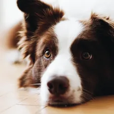 Lost in the eyes related to Find the Best Comfort for Your Dog