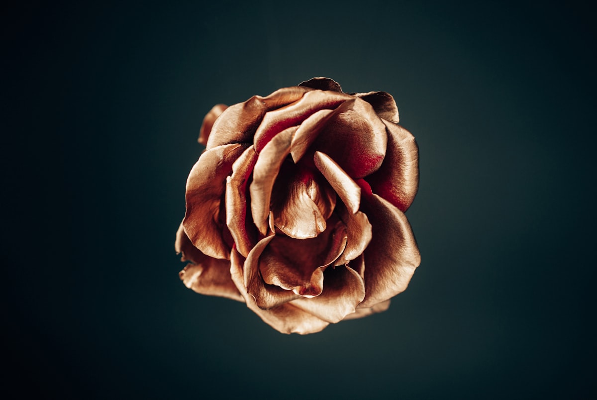 Macro shot of a rose painted gold related to Transform Your Bedroom with a Stunning Rose Gold Bed