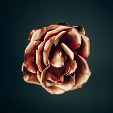 Macro shot of a rose painted gold related to Transform Your Bedroom with a Stunning Rose Gold Bed