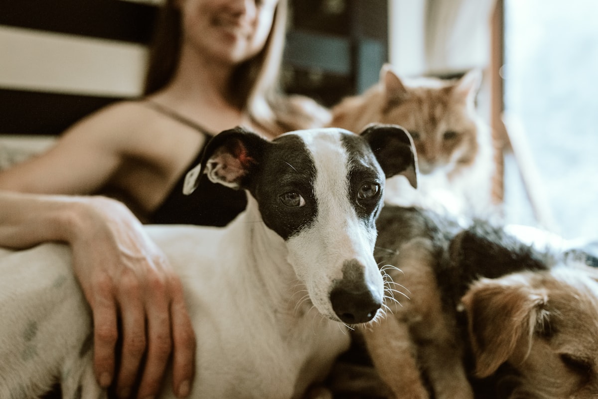 man in white t-shirt sitting beside white and black short coated dog related to Elevate Your Pet's Comfort: The Snoozer Luxury Cozy Cave Pet Bed