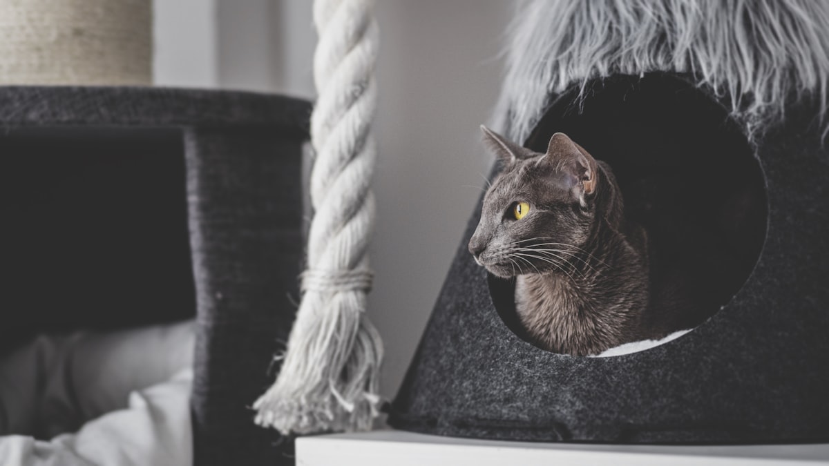 Mi! <3 related to Pampering Your Feline Friend: The World of Fancy Cat Beds