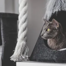 Mi! <3 related to Pampering Your Feline Friend: The World of Fancy Cat Beds