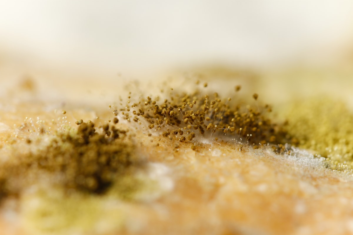molds grow up related to Effective Solutions for Eliminating Bed Bugs