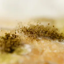 molds grow up related to Effective Solutions for Eliminating Bed Bugs