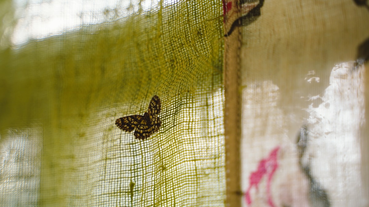 Moth on a green curtain related to Scarf Valances - Window Treatments