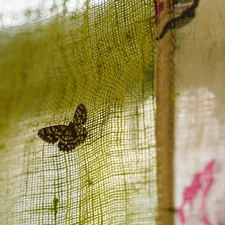Moth on a green curtain related to Scarf Valances - Window Treatments