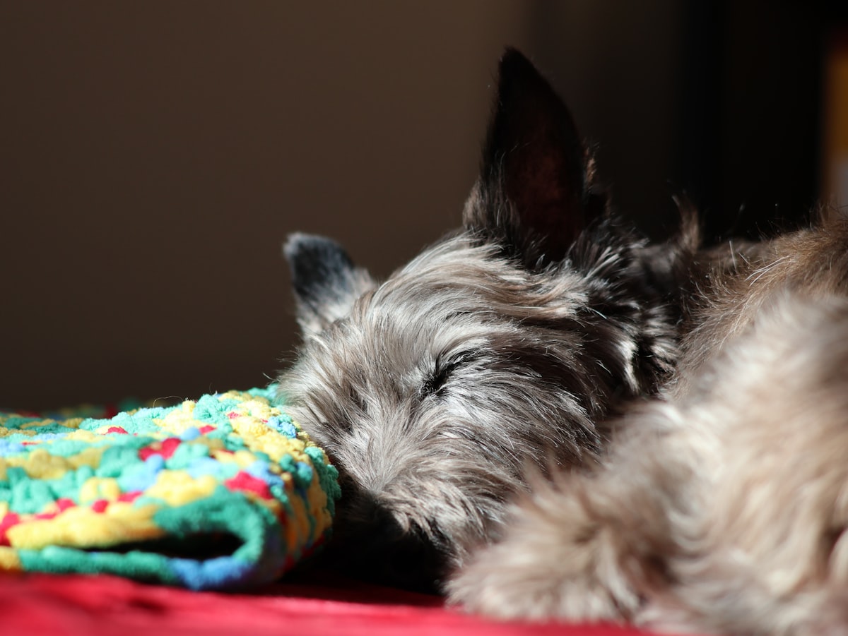 Mr. Chewie sleeping with his crochet blanket enjoying the Winter Sun related to Sleeping Comfort: Top Bed Sheets on Amazon