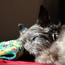 Mr. Chewie sleeping with his crochet blanket enjoying the Winter Sun related to Sleeping Comfort: Top Bed Sheets on Amazon