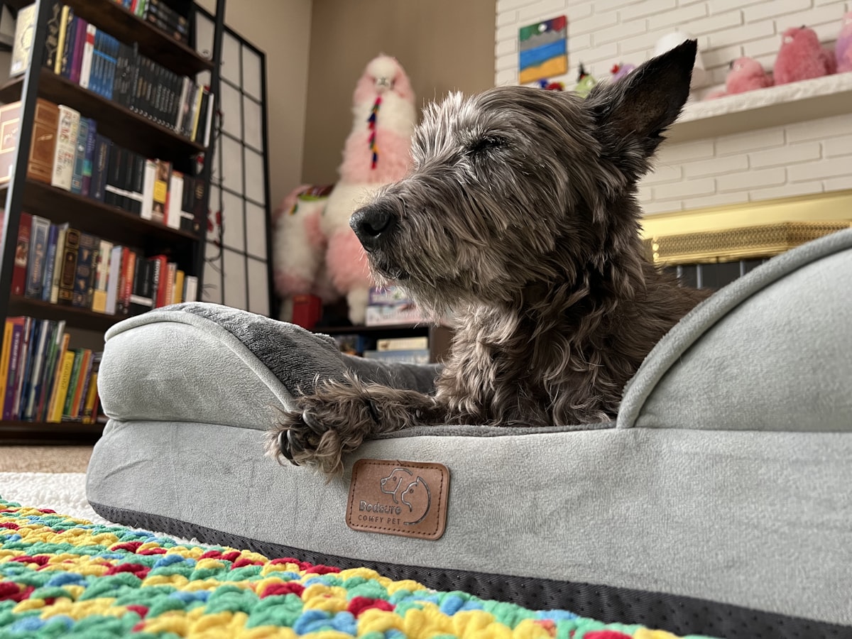 Mr. Chewie with his crochet blanket & Bedsure bed in the living room related to Comfy Sleeping Solutions: The Power of Stuft Dog Beds