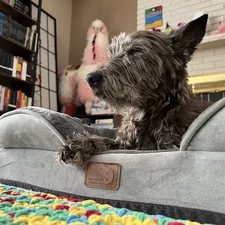 Mr. Chewie with his crochet blanket & Bedsure bed in the living room related to Comfy Sleeping Solutions: The Power of Stuft Dog Beds