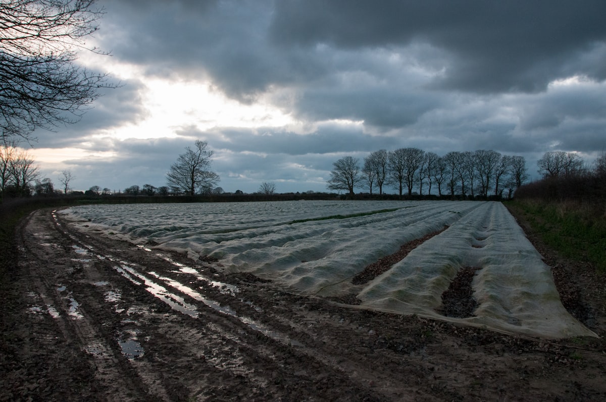 Muddy winter field with Jersey Royal New Potatoes growing under polythene, in St. Saviour, Jersey, Channel Islands related to The Ultimate Guide to Spray In Bed Liners: Protecting Your Truck with Style