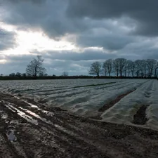Muddy winter field with Jersey Royal New Potatoes growing under polythene, in St. Saviour, Jersey, Channel Islands related to The Ultimate Guide to Spray In Bed Liners: Protecting Your Truck with Style