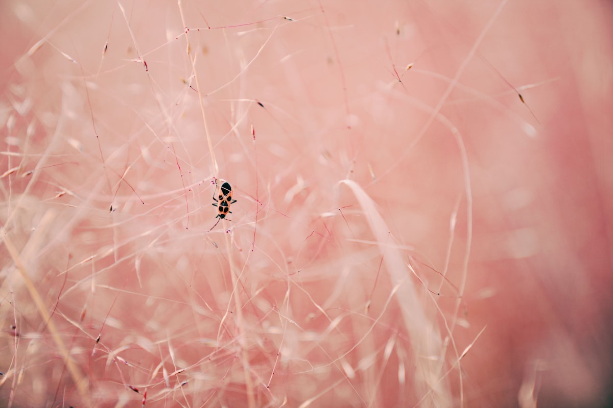 Muhlenbergia capillaris and insect related to Identifying and Managing Bed Bug Rash: A Comprehensive Guide