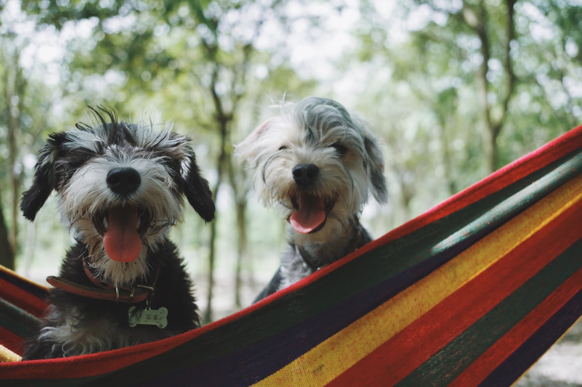 My dogs named ”Kanshan“ and ”Momo“ related to Cozy Up with the Best Dog Hammock Bed for Unbeatable Comfort