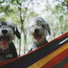 My dogs named ”Kanshan“ and ”Momo“ related to Cozy Up with the Best Dog Hammock Bed for Unbeatable Comfort