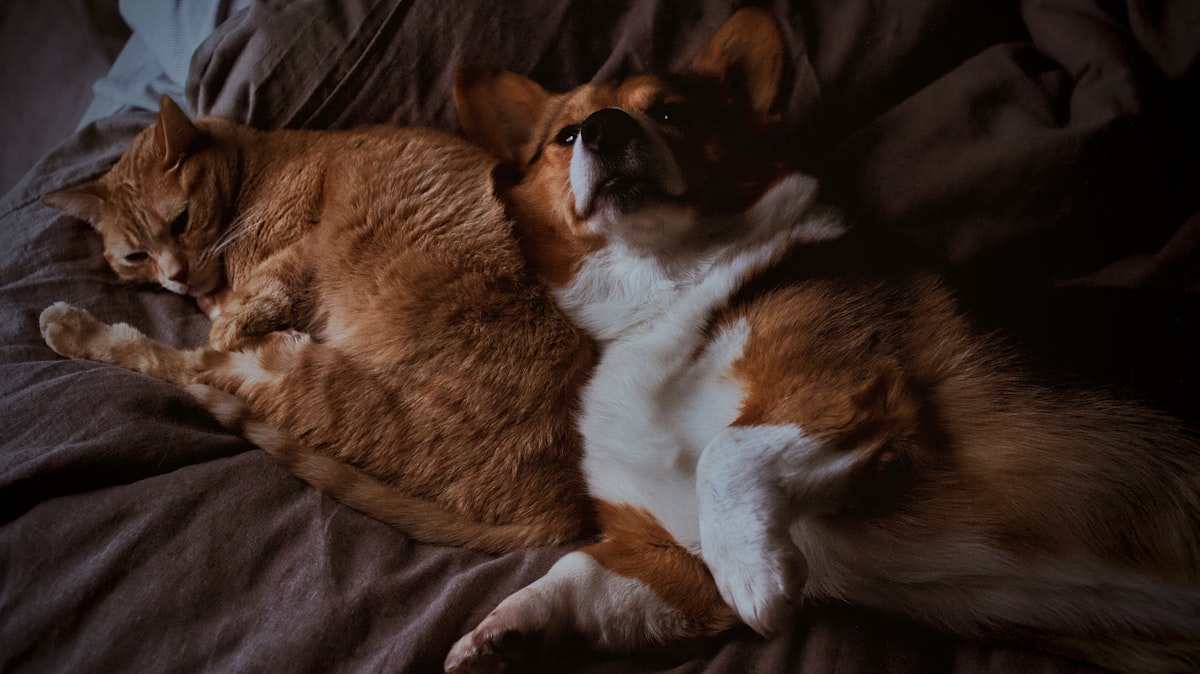 New Years Resolution: Snuggle More related to Understanding the Relationship Between Pets and Bed Bugs