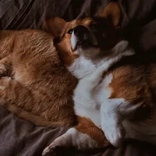 New Years Resolution: Snuggle More related to Understanding the Relationship Between Pets and Bed Bugs