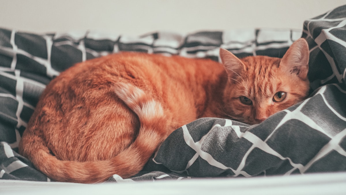 orange tabby cat lying on black and white textile related to Why is My Cat Pooping on the Bed? Causes and Solutions