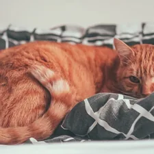 orange tabby cat lying on black and white textile related to Why is My Cat Pooping on the Bed? Causes and Solutions