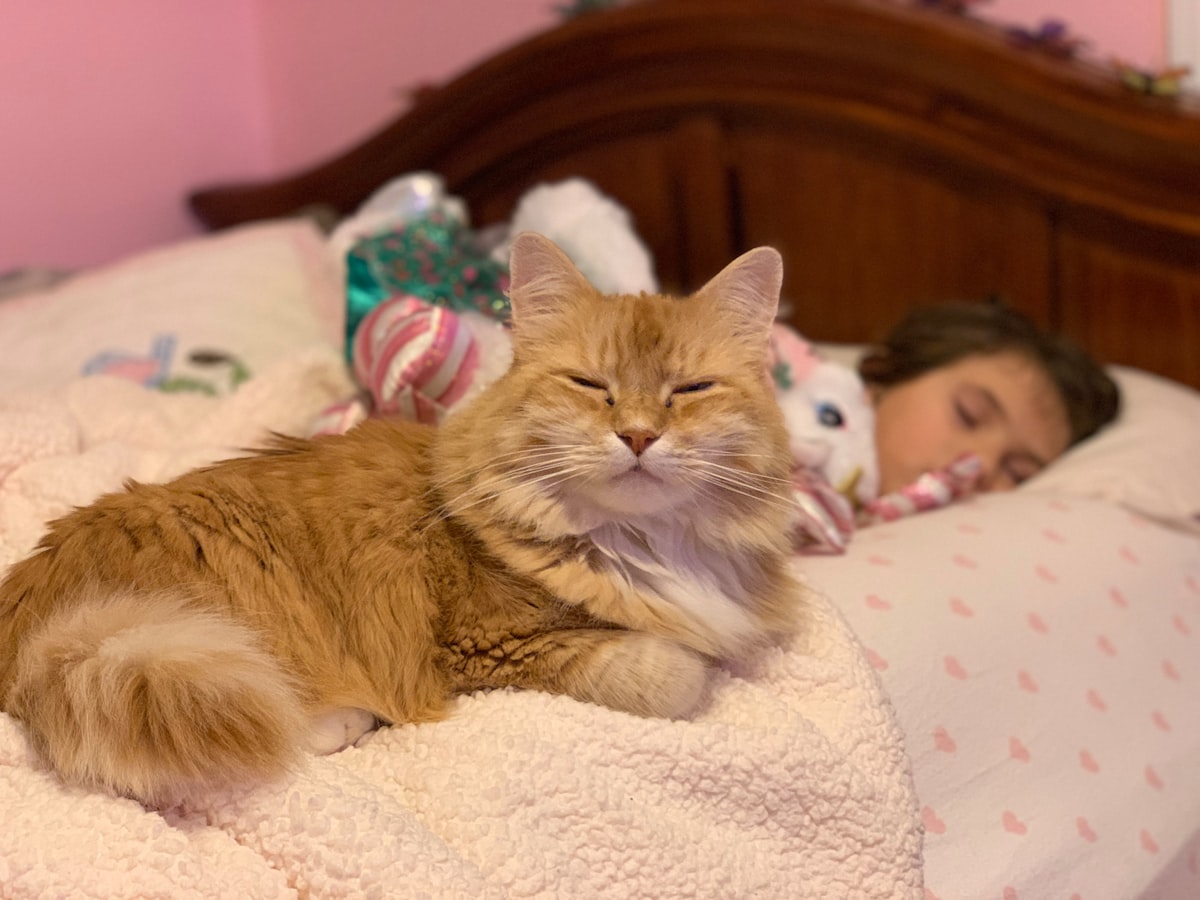 Orange Tabby Cat on child's bed related to Cozy Dreams for Little Princes: Disney Baby Bedding Essentials