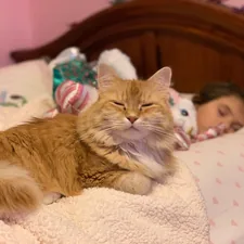 Orange Tabby Cat on child's bed related to Cozy Dreams for Little Princes: Disney Baby Bedding Essentials