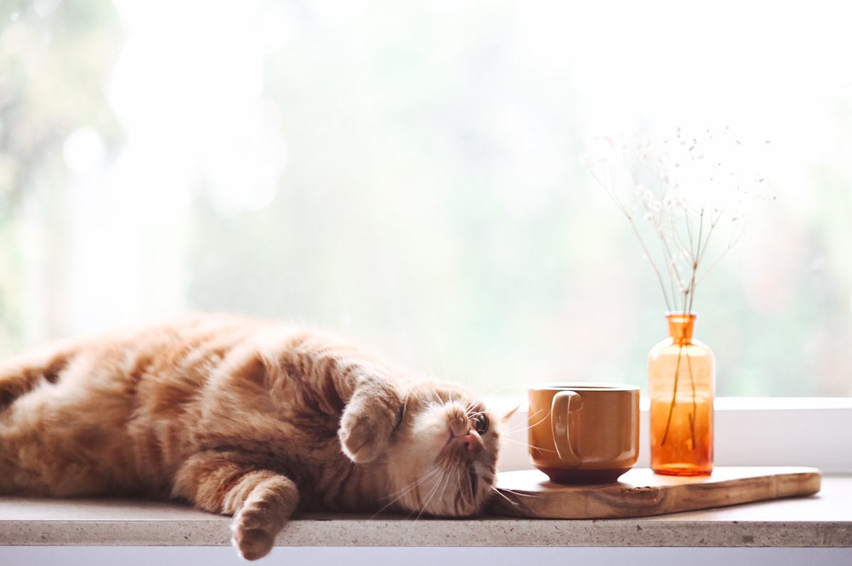 orange tabby cat related to The Ultimate Whimsical Retreats for Feline Fascinations