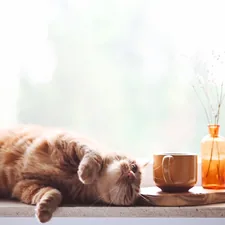 orange tabby cat related to The Ultimate Whimsical Retreats for Feline Fascinations