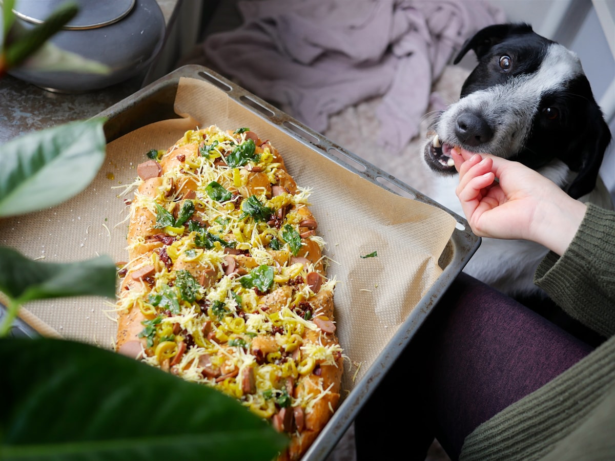 Our dog Riley is being served a vegan focaccia, yummy! You can follow him on Instagram @rileyvoff related to Pamper Your Pup: The Ultimate Guide to Pizza Dog Beds