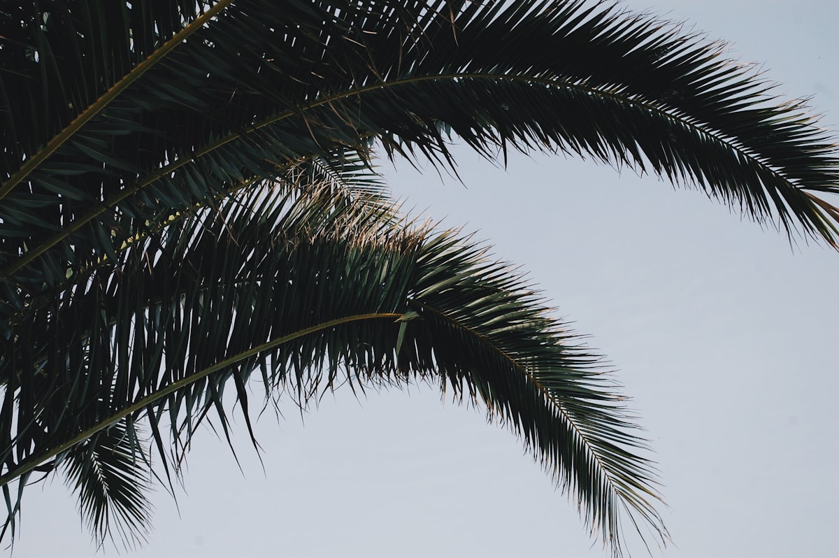 🌿 related to Palm Tree Bedding: A Tropical Paradise in Your Bedroom
