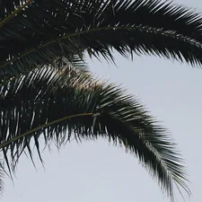 🌿 related to Palm Tree Bedding: A Tropical Paradise in Your Bedroom