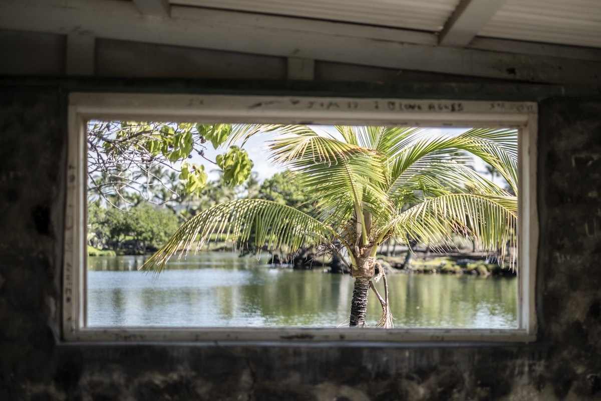 Palm tree through a window. related to Tropical Window Valances