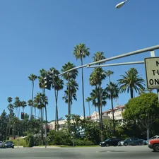 Palm trees line a street with buildings and cars. related to Top Bed and Breakfasts in West Palm Beach: A Cozy Getaway