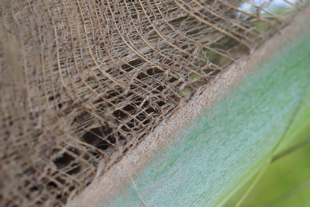 Pastell Hintergrund, Palmblatt related to DIY Burlap Valance: How to Create a Perfect Home Decoration