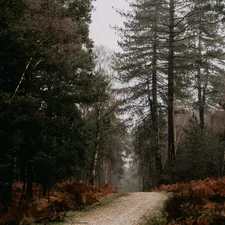 pathway between trees during daytime related to Experience HomeLuxury at Bed Bath & Beyond Woodlands