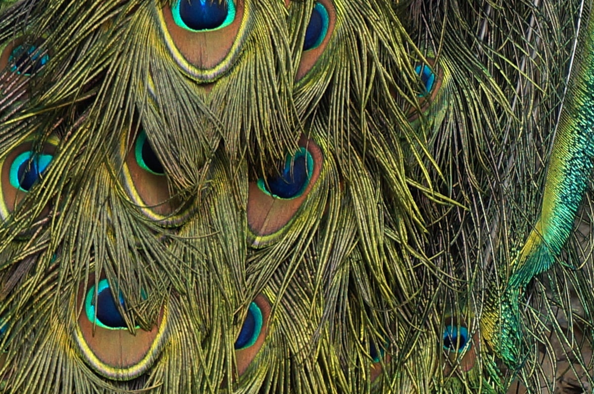 peacock feathers close-up at Los Angeles Arboretum related to Elegant Nursery Themes Inspired by Nature